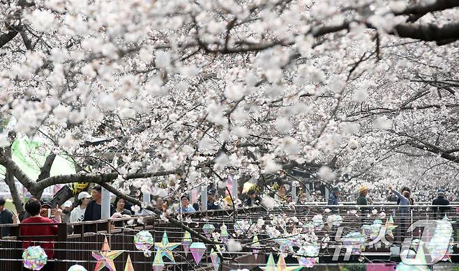 전국 최대 벚꽃 축제인 '제64회 진해군항제'가 개막한 27일 경남 창원 진해구 여좌천을 찾은 관광객들이 벚꽃을 감상하고 있다. 제64회 진해군항제는 이날부터 4월 5일까지 10일간 진해구 전역에서 진행된다. 2026.3.27 ⓒ 뉴스1 윤일지 기자
