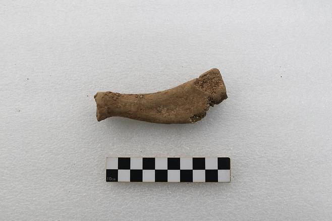 물범의 뼈(국가유산청 제공)