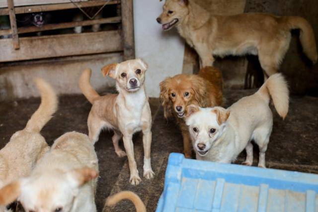 지난 2022년 충남 아산시의 한 민가에서 무분별하게 개체수가 늘어난 '애니멀 호더' 현장. 수많은 개들이 중성화도 되지 못한 채 엉켜 있었다. 동물자유연대 제공