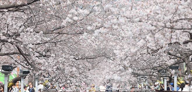 국내 최대 봄꽃 축제 '진해군항제' 개막일인 27일 오후 경남 창원시 진해구 여좌천 일대를 찾은 관광객이 벚꽃을 구경하며 봄기운을 만끽하고 있다.   이날 진해구 최고기온은 22도를 기록했다.연합뉴스