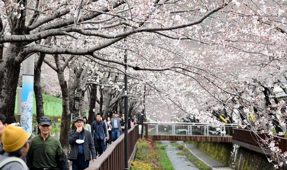 우리나라 최대 벚꽃 축제인 제61회 진해군항제 개막을 하루 앞둔 2023년 3월 24일 경남 창원시 진해구 여좌천변에 벚꽃이 만개해 전국에서 나들이 온 상춘객들에게 팝콘처럼 터진 꽃을 보며 미리 봄 축제를 즐기고 있다. 송봉근 객원기자