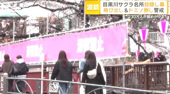 일본 도쿄 내 벚꽃 명소로 유명한 나카메구로의 한 다리 위에 '정체금지'라고 적힌 분홍색 가림막이 설치된 모습. TV아사히 보도 영상