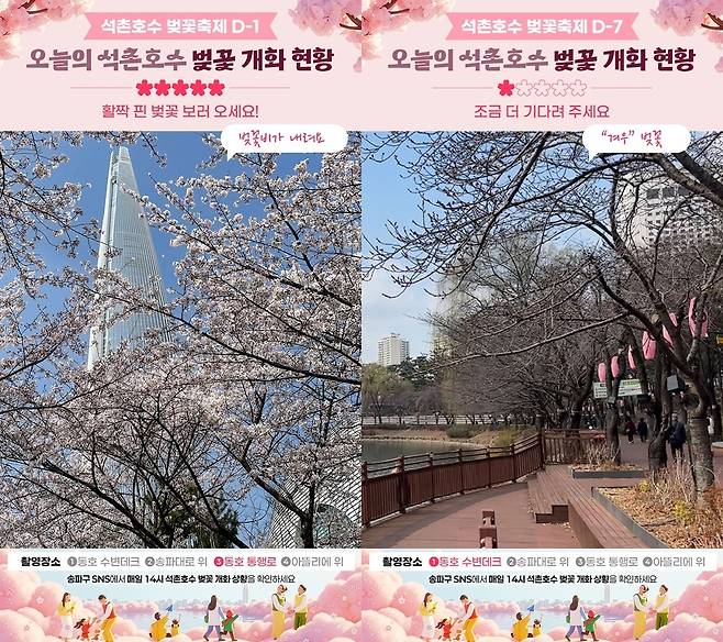 서울 송파구가 벚꽃 개화 현황을 SNS로 중계하는 ‘벚꽃 개화 카운트다운’ 서비스를 운영한다. 송파구 제공