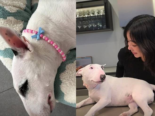 ▲ 이혜영이 새로운 반려견 사진을 공개했다. 출처|이혜영 인스타그램