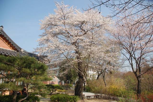 다겟신부가 제주에서 가져와 심은 교구청 왕벚나무.
