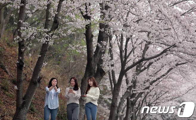 전남 강진군 군동면 금곡사 주변 벚나무 가로수길에서 화사한 벚꽃이 상춘객들을 유혹하고 있다. (전남 강진군 제공)