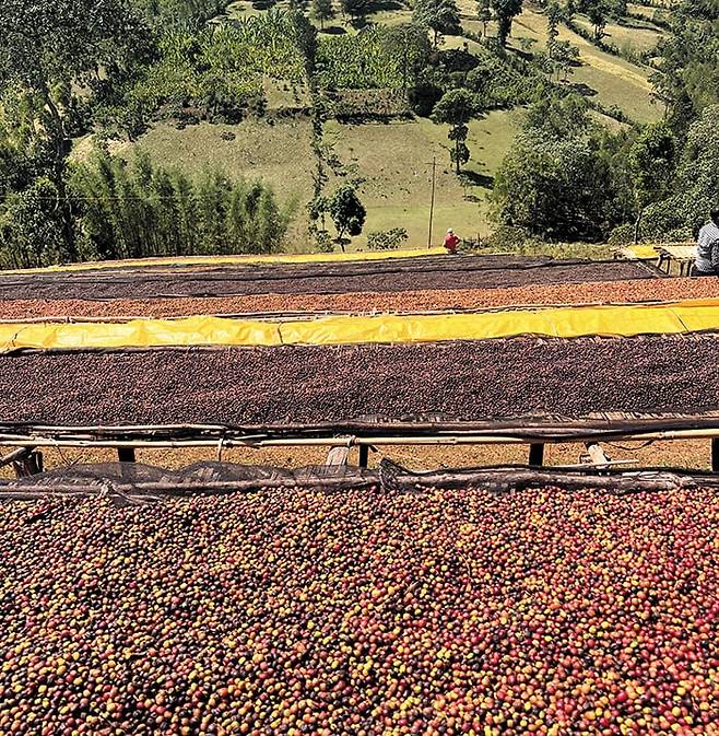 에티오피아 농장에서 커피 열매를 말리는 모습.  에티오피아는 2023년 채무 불이행을 선언하는 등 경제적 어려움을 겪고 있고 부패 문제도 심각하다. 하지만 커피 등급 시스템만큼은 전 세계 최고 수준을 유지하고 있다. 이 같은 품질 관리 덕분에 에티오피아 커피는  높은 신뢰를 얻고 있다. /게티이미지뱅크