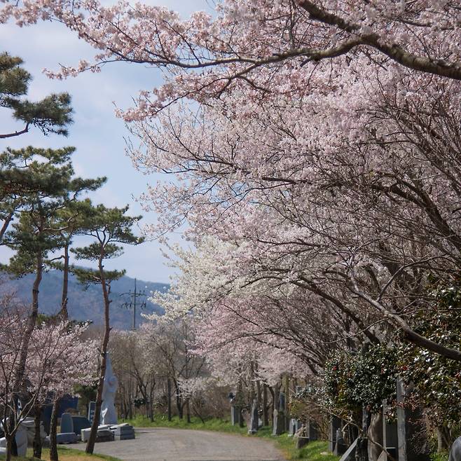 무창포에서 차로 20여 분 거리에 있는 '개화예술공원'은 야외 조각 작품뿐 아니라 벚꽃 명소로도 알려져 있다. / 개화예술공원