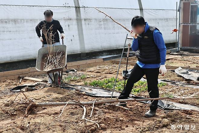 24일 경기 고양시 일산서구에 있는 사회적 기업 ‘사탕수수’가 운영하는 농장에서 경계선 지능인 서민호(가명·27·오른쪽)씨와 이하정(가명·23)씨가 겨우내 죽은 사탕수수 묘목을 정리하고 있다. 고양=양회성 기자 yohan@donga.com