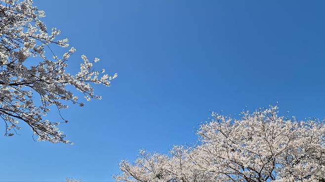 만개한 제주 벚꽃 자료사진