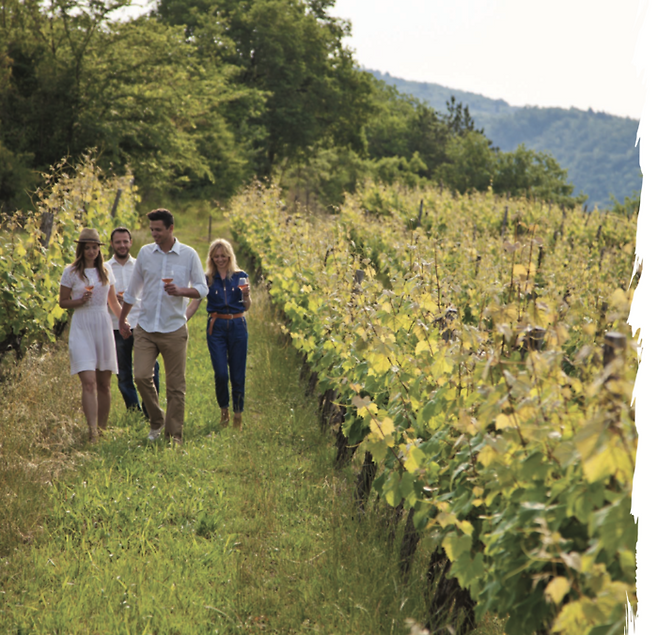 이스트라 올리브 농장 / 사진 = 크로아티아관광청