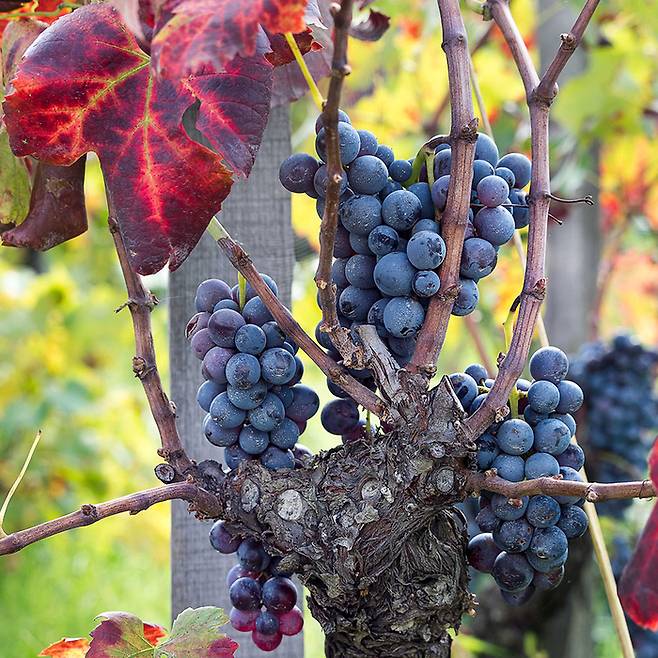 수확을 앞둔 네렐로 마스칼레제 품종 포도. [사진=pietradolce.com]