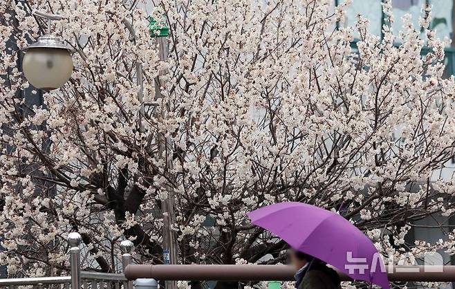 [부산=뉴시스] 하경민 기자 = 절기상 춘분을 이틀 앞두고 봄비가 내린 지난 18일 부산 부산진구의 한 주택가에서 시민이 우산을 쓴 채 활짝 핀 벚꽃 나무 아래를 지나고 있다. 2026.03.28. yulnetphoto@newsis.com