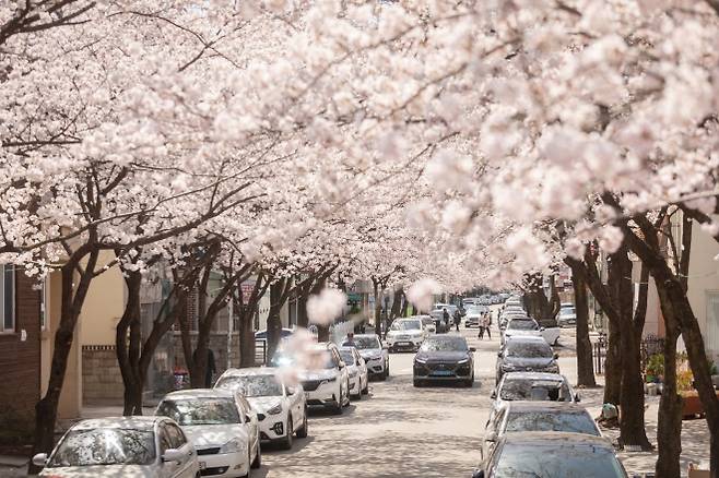 다음 달 3~5일 강원 강릉 교동에서 솔올블라썸 축제가 열린다. 사진은 지난해 축제 모습. 강릉시 제공