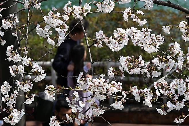 지난해 송파나루공원에 벚꽃이 만개한 모습. 조태형 기자 2025.04.06