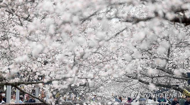 진해군항제 벚꽃 (창원=연합뉴스) 김동민 기자 = 국내 최대 봄꽃 축제 '진해군항제' 개막일인 27일 오후 경남 창원시 진해구 여좌천 일대를 찾은 관광객이 벚꽃을 구경하고 있다. 2026.3.27 image@yna.co.kr