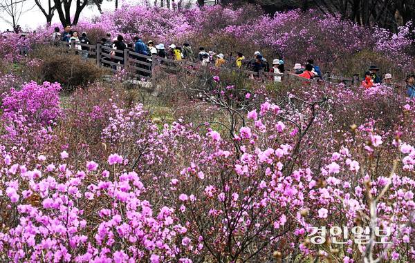 휴일이자 포근한 날씨를 보인 29일 오전 부천시 원미산 진달래꽃동산을 찾은 시민들이 활짝 핀 진달래 사이를 산책하며 봄기운을 만끽하고 있다. 2026.3.29 /최은성기자 ces7198@kyeongin.com