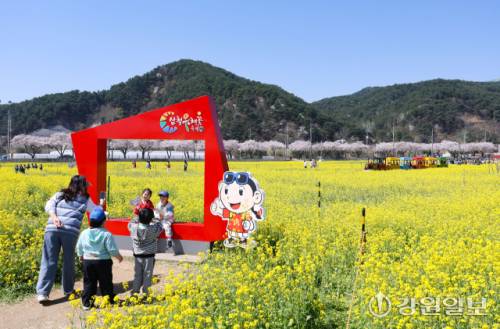 오는 4월3일부터 19일까지 개최되는 맹방 유채꽃 축제장.(사진은 지난해 축제 모습)