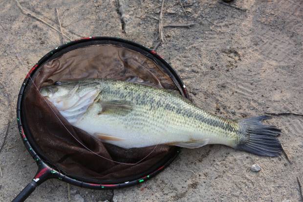 잡은 유해외래어종을 그물에 넣고 있다.
