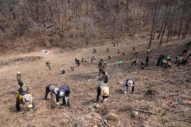 초대형 산불 발생 1주기를 맞아 주왕산국립공원 산불피해지에 내화상이 강한 도토리 종자를 심고 있다. 주왕산사무소 제공