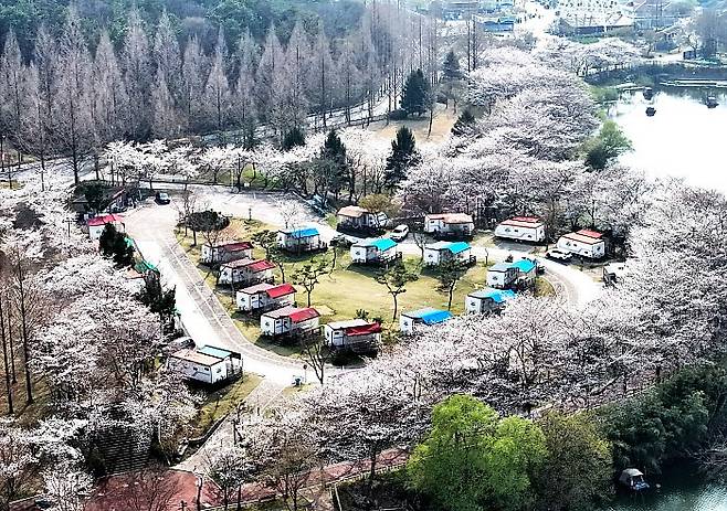지난해 광주 북구 생용동 우치공원 대야제 주변에 벚꽃이 만개해 있다. 뉴시스