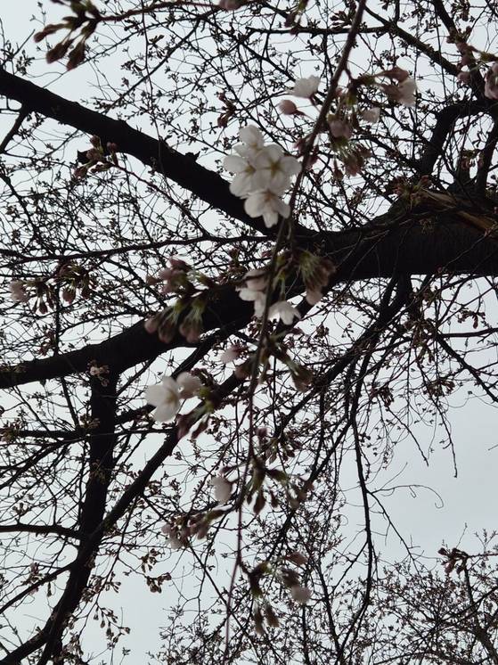 29일 서울 영등포구 여의도동 윤중로 벚꽃 모습. 〈사진=기상청 홈페이지〉