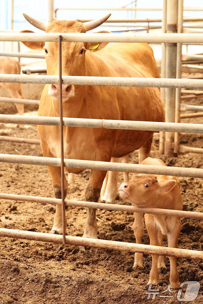 12일 전남 영암군 신북면 한 한우농가에서 소들이 축사를 거닐고 있다. 2024.6.12 ⓒ 뉴스1 김태성 기자