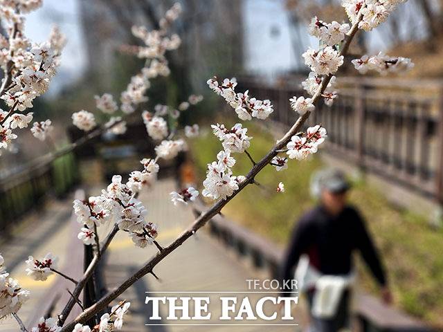 포근한 봄 날씨에 전국의 벚꽃이 일제히 꽃망울을 터뜨린 가운데 28일 오후 서울 서초구 방배숲도서관 인근에 벚꽃이 피어 있다. /이효균 기자