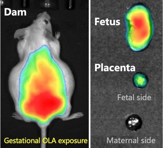 친환경 생분해 플라스틱으로 알려진 PLA가 분해하면서 생성하는 올리고머 나노플라스틱도 태반 장벽을 통과하여 태아에게 도달할 수 있다는 사실이 밝혀졌다.  중국 안후이 의과대 제공