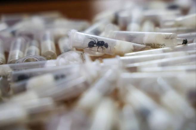 케냐서 밀반출하려다 적발된 수확개미 [홍콩 SCMP 캡처. 재판매 및 DB 금지]