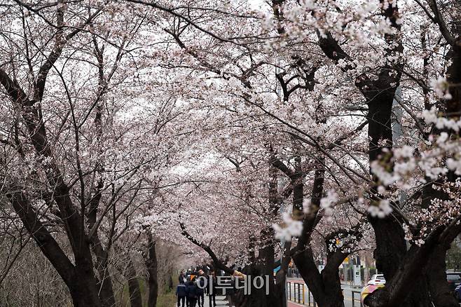 예년보다 따뜻한 날씨가 이어지면서 서울의 벚꽃이 평년보다 열흘가량 일찍 개화한 가운데 30일 서울 영등포구 여의도 윤중로 일대에 벚꽃이 피어 있다. 다음 달 3일부터 7일까지는 이곳에서 여의도 봄꽃축제가 열린다. 고이란 기자 photoeran@