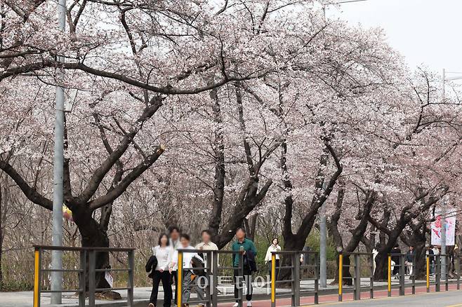 예년보다 따뜻한 날씨가 이어지면서 서울의 벚꽃이 평년보다 열흘가량 일찍 개화한 가운데 30일 서울 영등포구 여의도 윤중로 일대에 벚꽃이 피어 있다. 다음 달 3일부터 7일까지는 이곳에서 여의도 봄꽃축제가 열린다. 고이란 기자 photoeran@