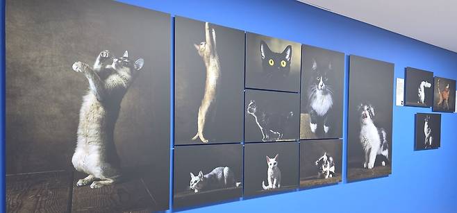 지구의 경이로움을 기록해 온 사진작가 ‘얀 아르튀스-베르트랑’이 50년간 기록한 개와 고양이의 모습을 통해 인류 문명과 함께 길을 걸어온 동물들과의 역사와 현대 사회에서 관계의 의미를 재조명한다.