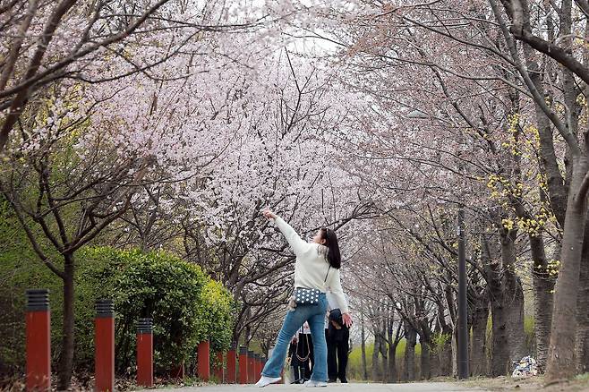 29일 서울 영등포구 여의도 윤중로에 벚꽃이 개화하기 시작한 가운데 외국인 관광객이 사진을 찍고 있다. 연합뉴스