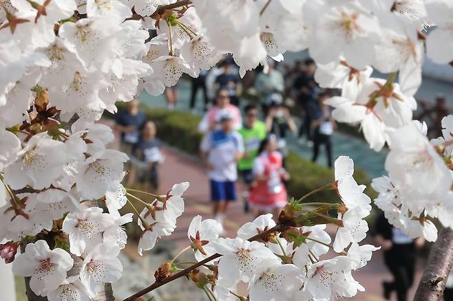29일 서울 은평구 불광천 인근에서 열린 2026 은평 불광천 벚꽃마라톤 대회에서 참가자들이 출발하고 있다. 연합뉴스