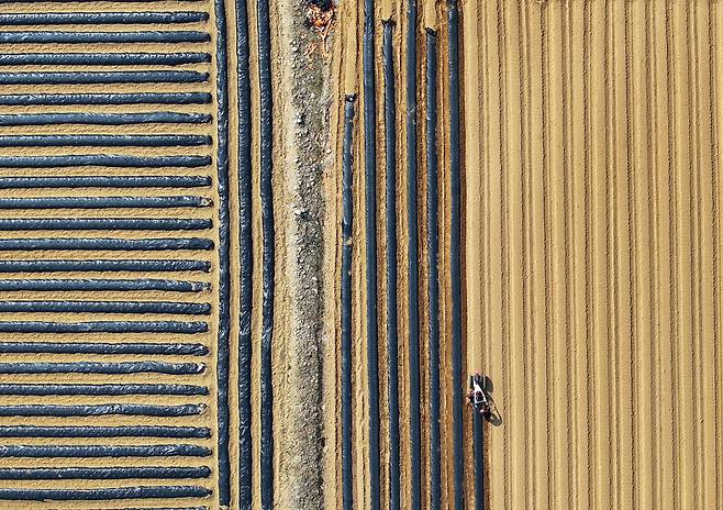 지난 26일 강원 춘천시 서면의 감자밭에서 한 농민이 농업용 멀칭 비닐을 이랑에 씌우고 있다. 연합뉴스