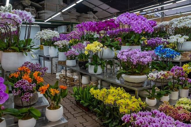 서울 서초구 양재동 양재꽃시장의 한 매장./사진제공=서울관광재단