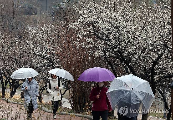 봄비와 매화 [연합뉴스 자료사진]