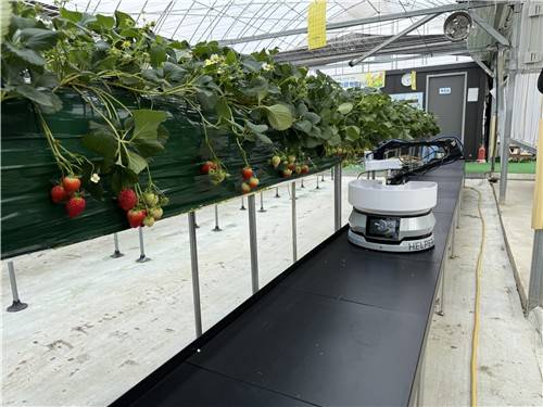 딸기수확로봇 [강남구 제공. 재판매 및 DB 금지]