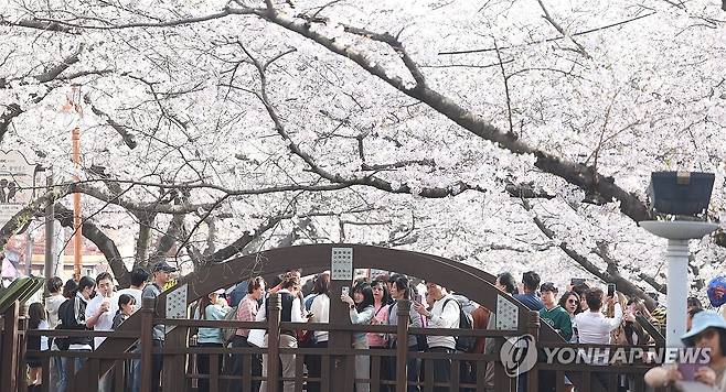 진해군항제 벚꽃 반, 관광객 반 (창원=연합뉴스) 김동민 기자 = 국내 최대 봄꽃 축제인 '진해군항제'가 열리는 29일 오후 경남 창원시 진해구 여좌천이 관광객들로 붐비고 있다. 2026.3.29 image@yna.co.kr