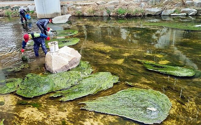 의정부 도심 하천에 때이른 녹조 (의정부=연합뉴스) 경기 의정부 도심 하천에 예년보다 두세 달 일찍 녹조가 발생해 시청 직원들이 수작업으로 걷어내고 있다. 2026.3.30 [의정부시 제공. 재판매 및 DB 금지]