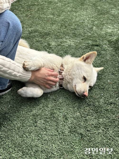 연천 율믜당의 마스코트 라떼. /신현정기자 god@kyeongin.com