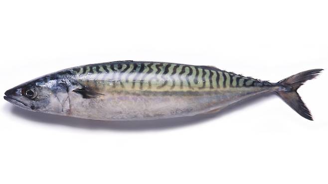 건강에 좋고, 오염물질도 비교적 적은 생선을 소개한다|출처: 클립아트코리아