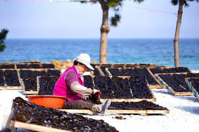 자연산 미역의 자연 건조를 위한 아낙의 손놀림이 분주하다. /울진군
