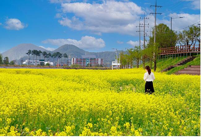 울진군 매화면 매화천 둔치와 근남면 성류굴 데크길 아래 조성된 유채꽃밭에 봄을 알리는 황금빛 유채꽃이 진한 향기를 풍기며 활짝 펴 상춘객을 유혹하고 있다. /울진군