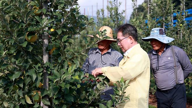 지난해 8월 대구 군위군 군위읍의 한 농가에서 김진열 군위군수(가운데)가 골든볼 품종을 살펴보고 있다. 대구 군위군 제공
