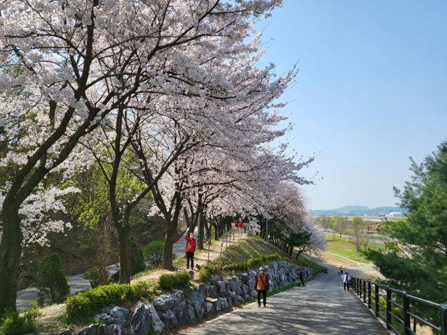 성남시가 올해 벚꽃 개화시기에 맞춰 성남 벚꽃 9경을 소개했다. 사진은 성남 태평동 탄천물놀이장 주변 둑길(7경) 모습. 성남시 제공