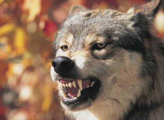 기사와 직접 관련 없는 늑대 사진. 클립아트코리아 제공