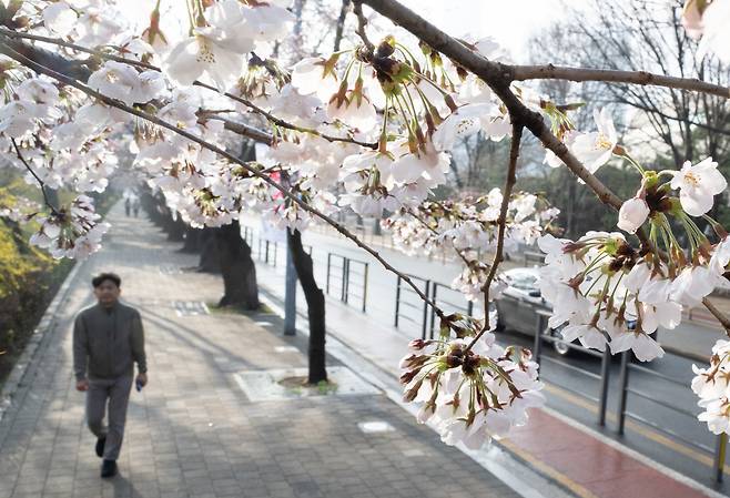 전국에 내린 봄비가 그친 31일 오전 서울 여의도 윤중로에서 시민들이 벚꽃길을 거닐고 있다. 비는 오전 10시쯤 그치며 낮 최고기온은 21도까지 올라 포근하겠다. 윤창빈 기자
