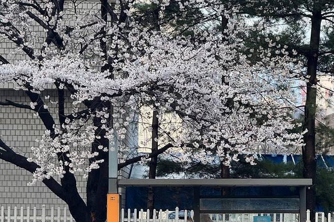 서울 노원구 동일로에 벚꽃이 피어 있다.[독자 제공]